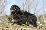 LHASSA APSO 056